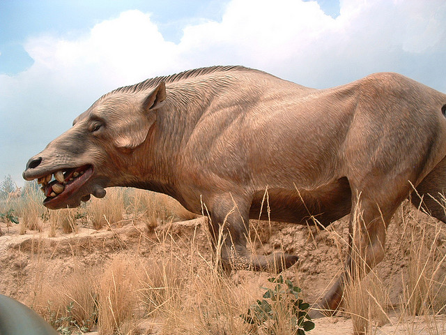 dog-headed-pig-monster-namibia