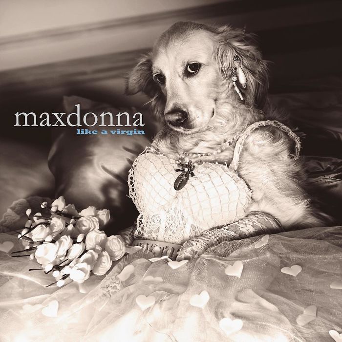 iconic-madonna-scenes-dog-recreation-maxdonna-vincent-flouret-5b5ae47f07278__700