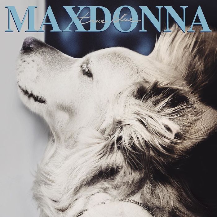 iconic-madonna-scenes-dog-recreation-maxdonna-vincent-flouret-5b5ae4861d000__700